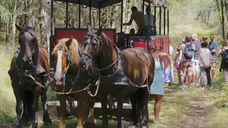 Calèche_de_Brocéliande_balade_contes_Tréhorenteuc_DestinationBrocéliande2