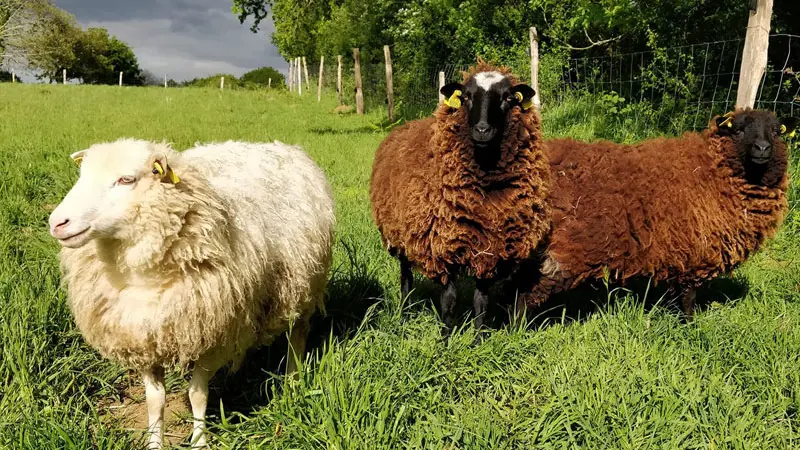 Camping Les Peupliers