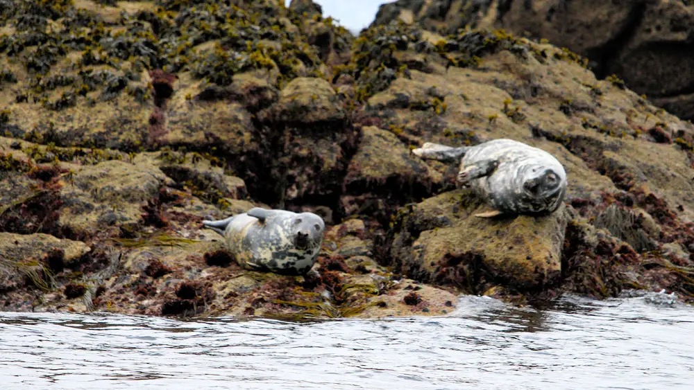 Aber Wrac'h Odyssée