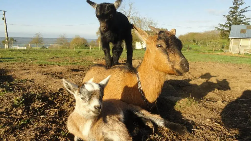 Les Jardins de Coët Kra - Chambre d'hôtes N°56G56440 – PLAUDREN – Morbihan Bretagne Sud