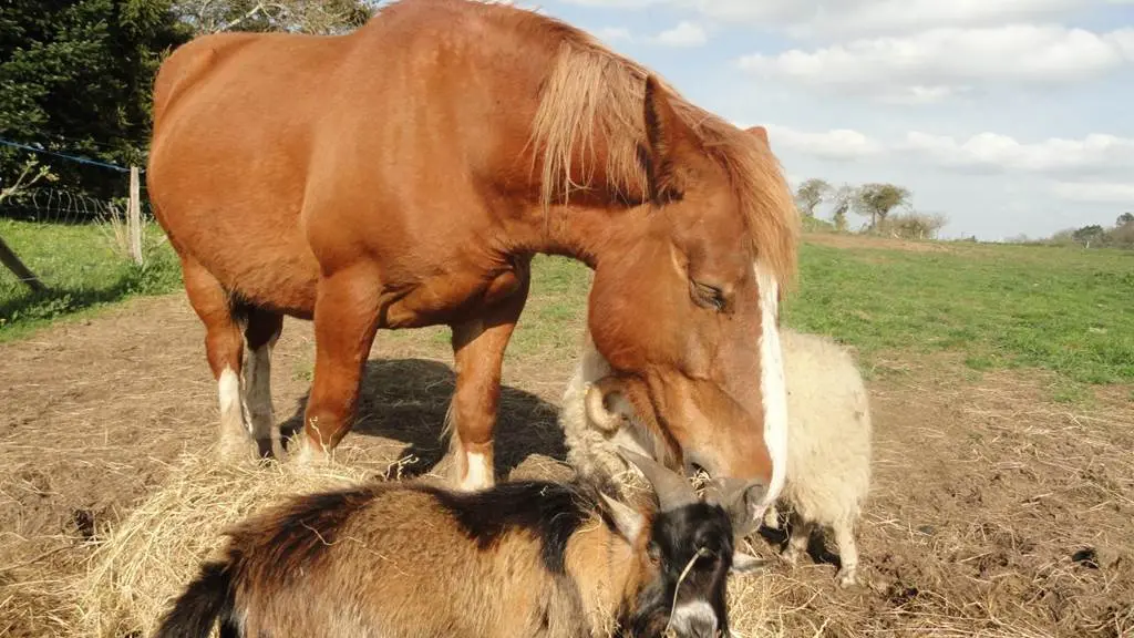 Les Jardins de Coët Kra - Chambre d'hôtes N°56G56440 – PLAUDREN – Morbihan Bretagne Sud