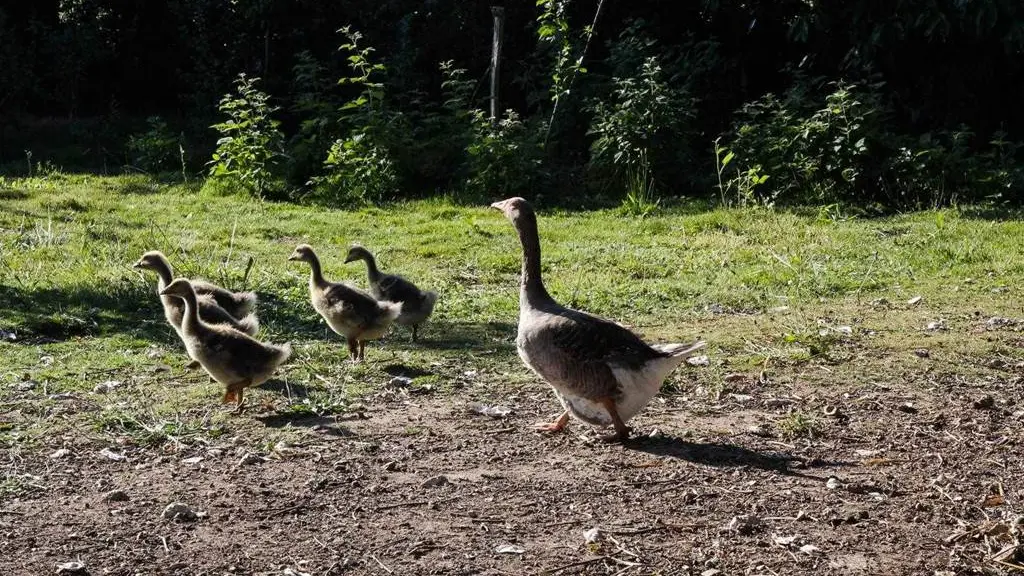 Les Jardins de Coët Kra - Chambre d'hôtes N°56G56440 – PLAUDREN – Morbihan Bretagne Sud