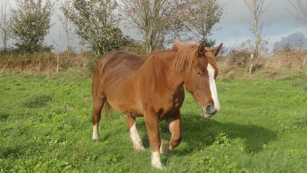 Les Jardins de Coët Kra - Chambre d'hôtes N°56G56440 – PLAUDREN – Morbihan Bretagne Sud