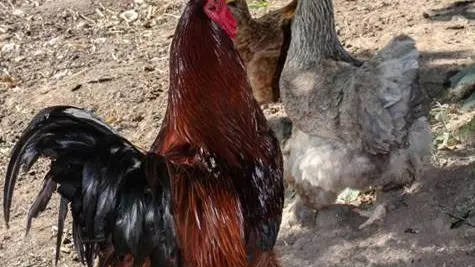 Les Jardins de Coët Kra - Chambre d'hôtes N°56G56440 – PLAUDREN – Morbihan Bretagne Sud