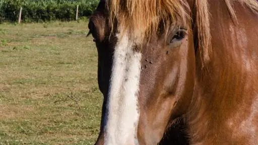 Les Jardins de Coët Kra - Chambre d'hôtes N°56G56440 – PLAUDREN – Morbihan Bretagne Sud