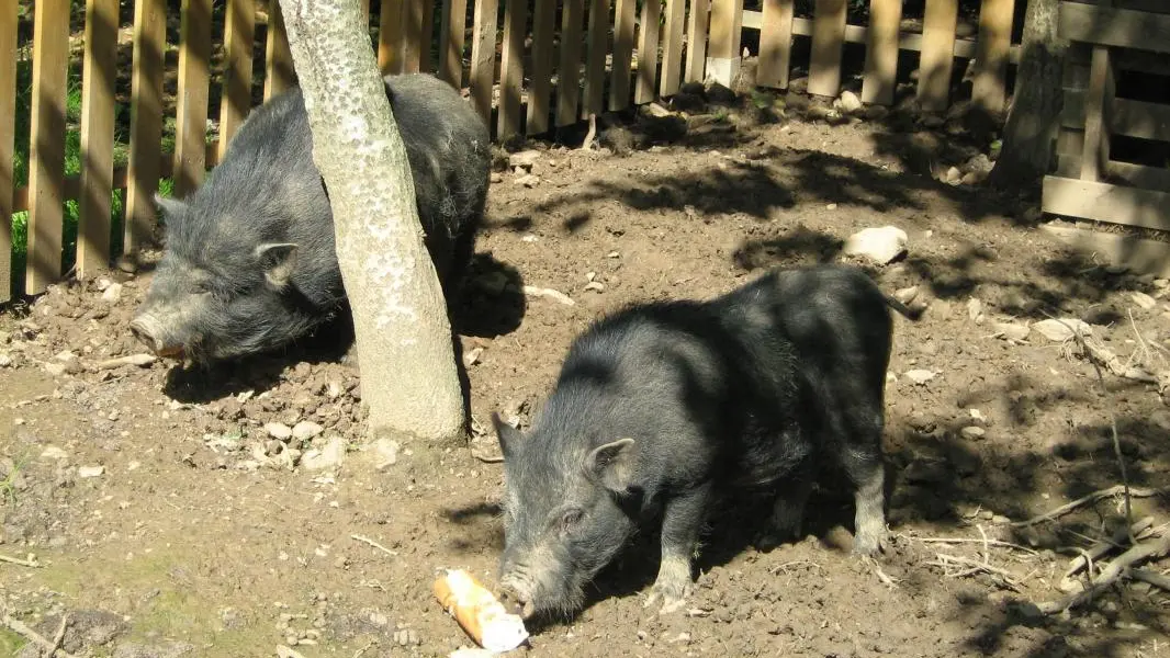 Gîte n°56G24026 – SARZEAU – Morbihan Bretagne Sud