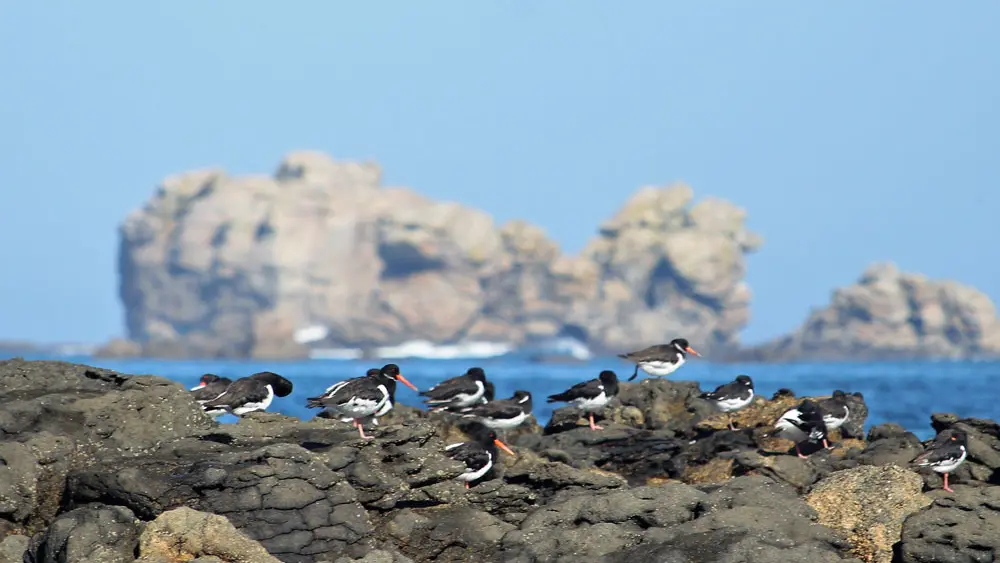 Aber Wrac'h Odyssée