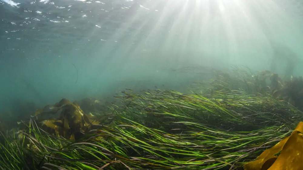 Semi sous-marin SPLUJ