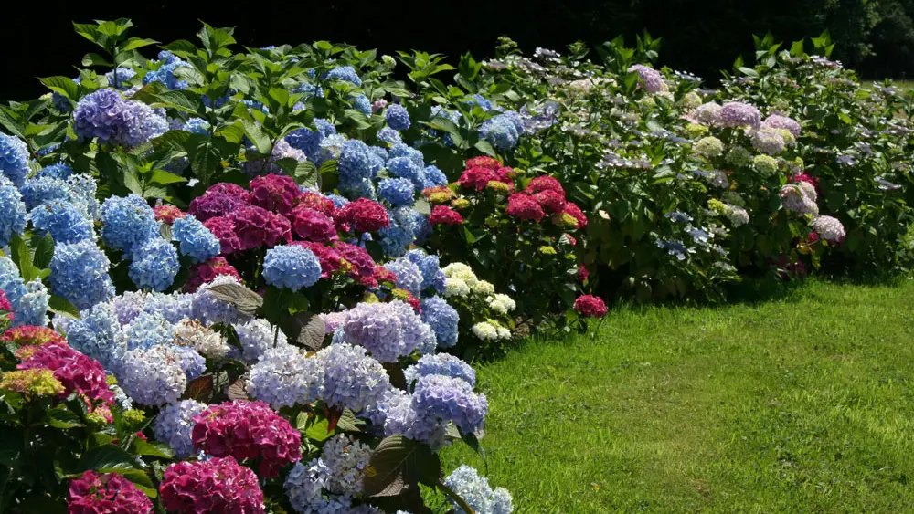 Hortensias de la pelouse d'arrivée