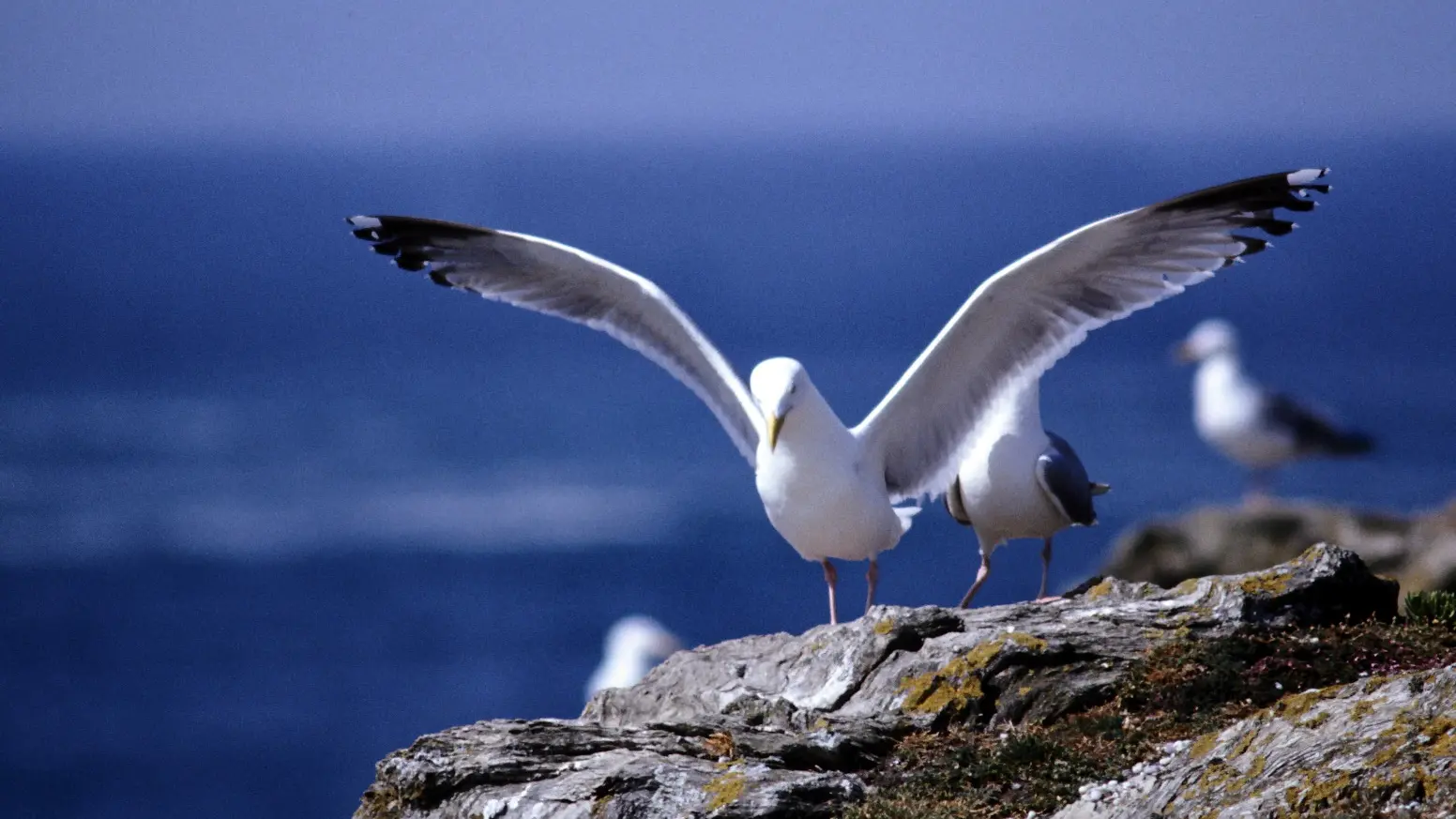 694024_nature_-_ile_photogenique_4_saisons_jean_paul_sauvaget_3