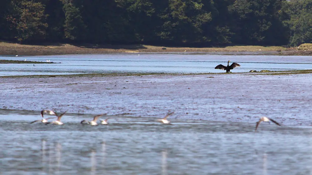 Aber Wrac'h Odyssée