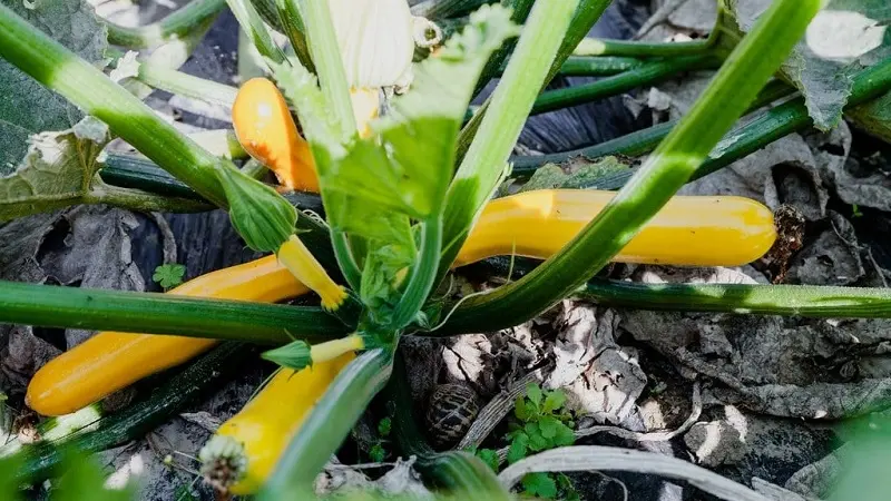 Commerce - Le Jardin du Primeur - Dol-de-Bretagne