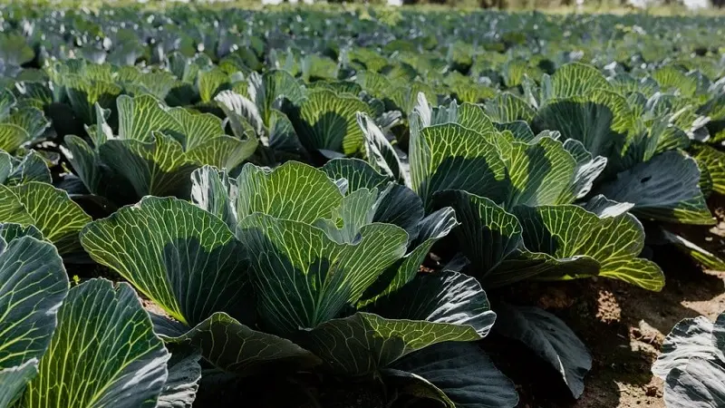 Commerce - Le Jardin du Primeur - Dol-de-Bretagne