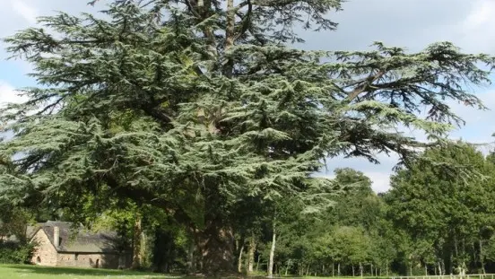9-Cèdre dans le parc du château