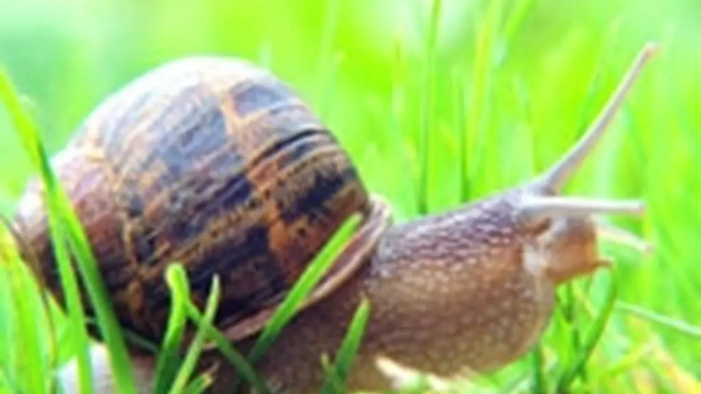 escargoterie-groix-Lorient-morbihan-bretagne-sud