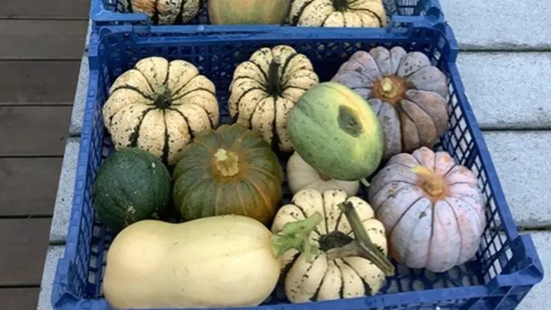 jardin-eden_permaculture_jardin-foret_Concoret_DestinationBroceliande