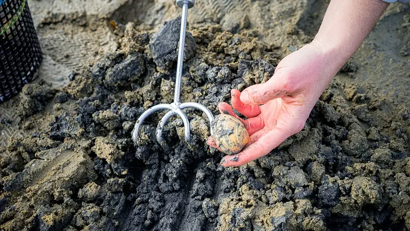 Loisirs-Atelier Retour de Pêche-Saint-Coulomb