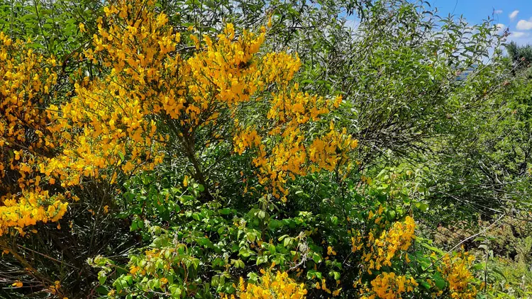 ©Centre-Morbihan-Communauté_circuit-d-ela-grée-landes-de-lanvaux-gree-plumelec-(5)