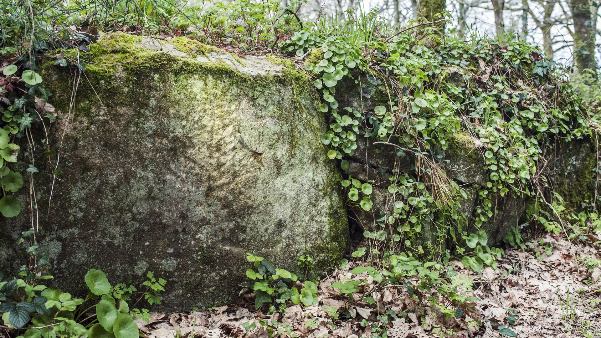 _DSC3451 copie.jpg_compressed