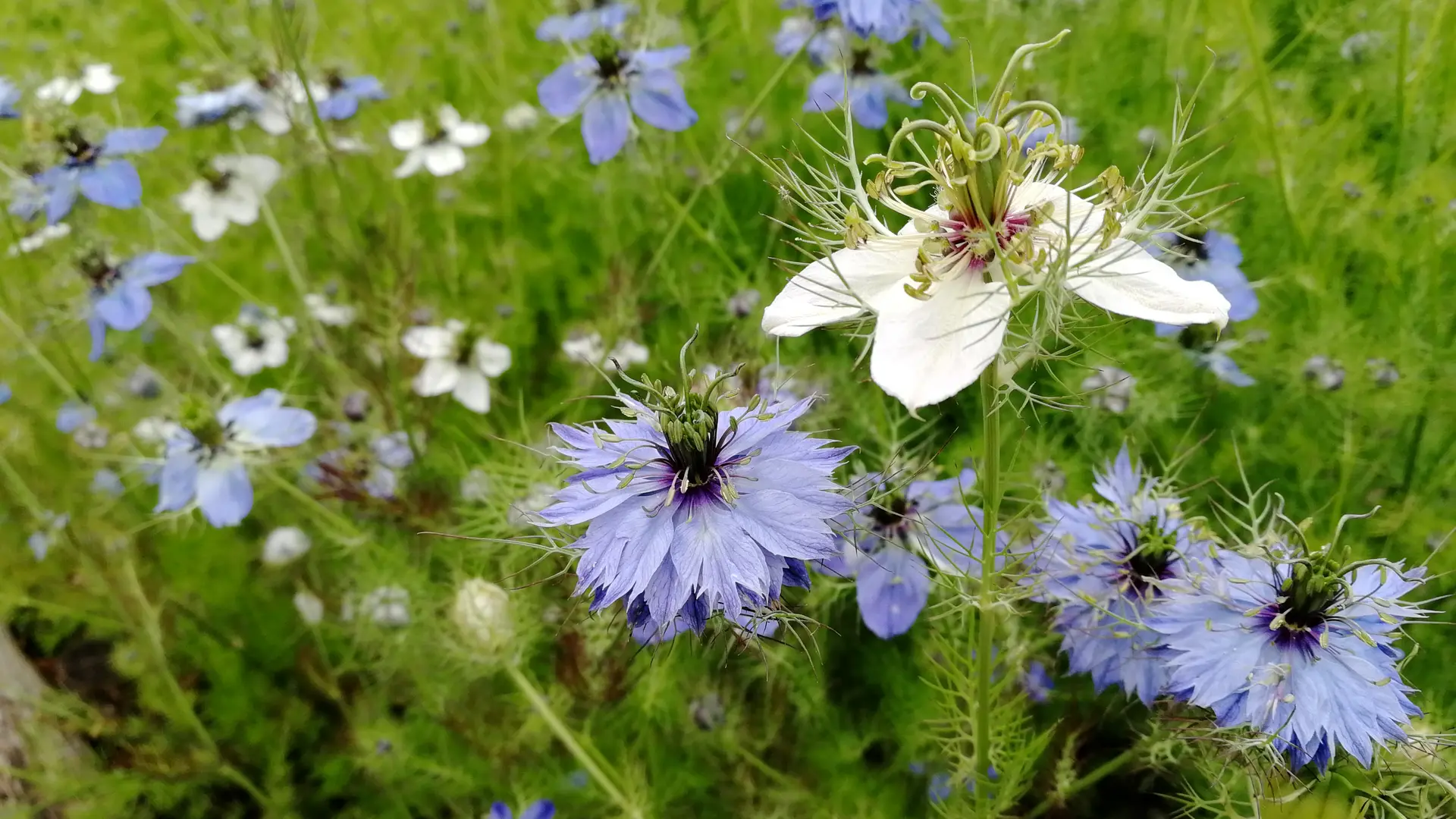 Jardin médiéval Bédée