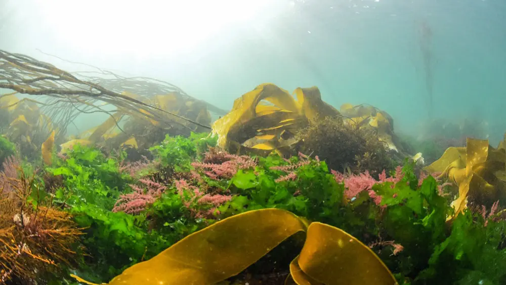 Semi sous-marin SPLUJ