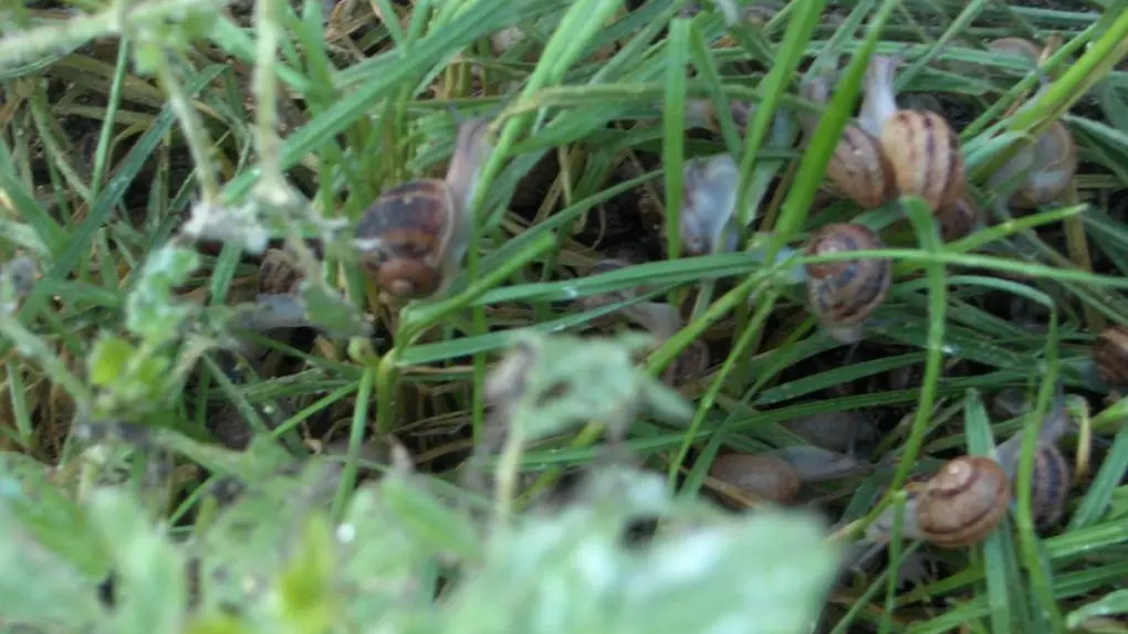 escargoterie-groix-Lorient-morbihan-bretagne-sud