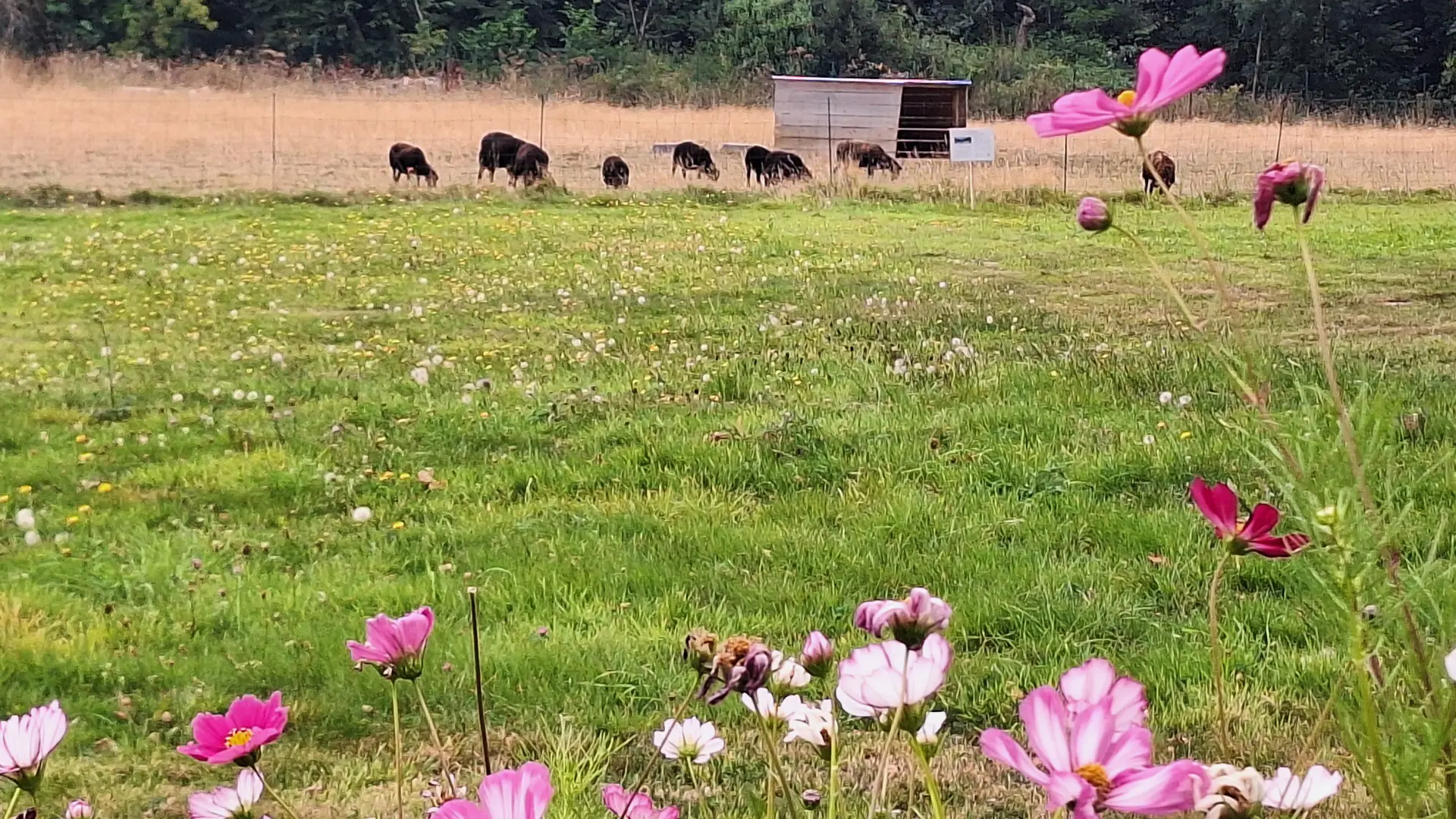 Clef verte Ecopaturages