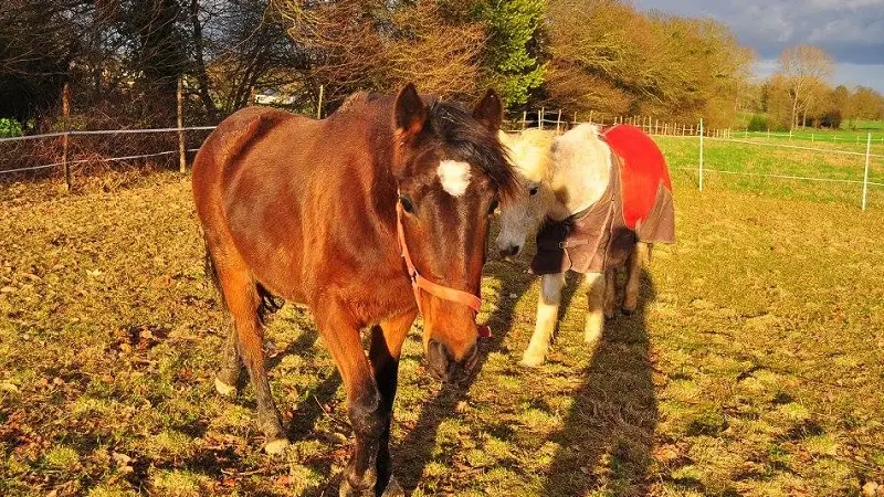 domaine de Kernanou - activités équestres - Ploërmel - Brocéliande – Bretagne