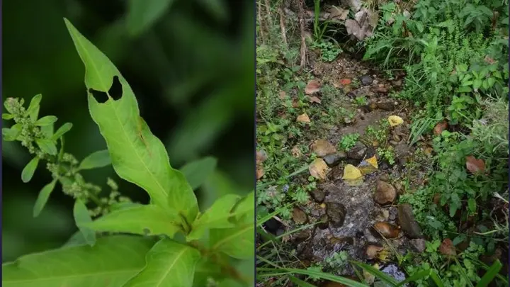 2 - COMPAGNIE DU CHORATRE