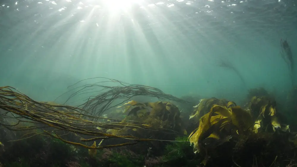 Semi sous-marin SPLUJ