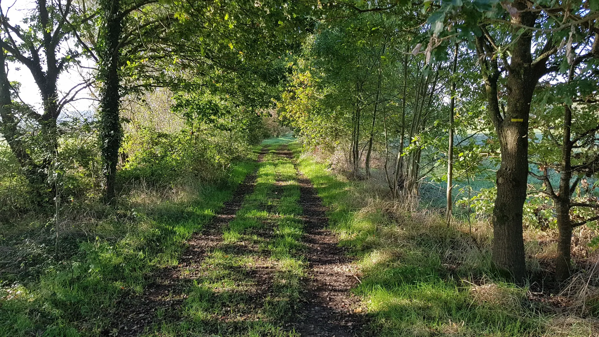 Chemin à travers les marais de Vilaine