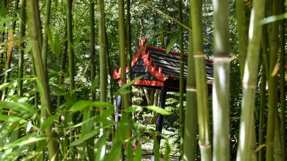Jardin à l'asiatique