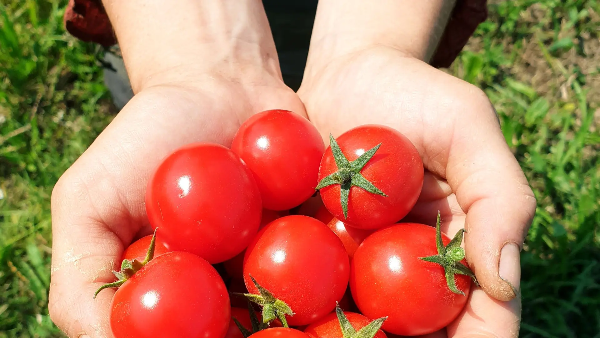Légume de saison - La Ferme Bénaise St Malo