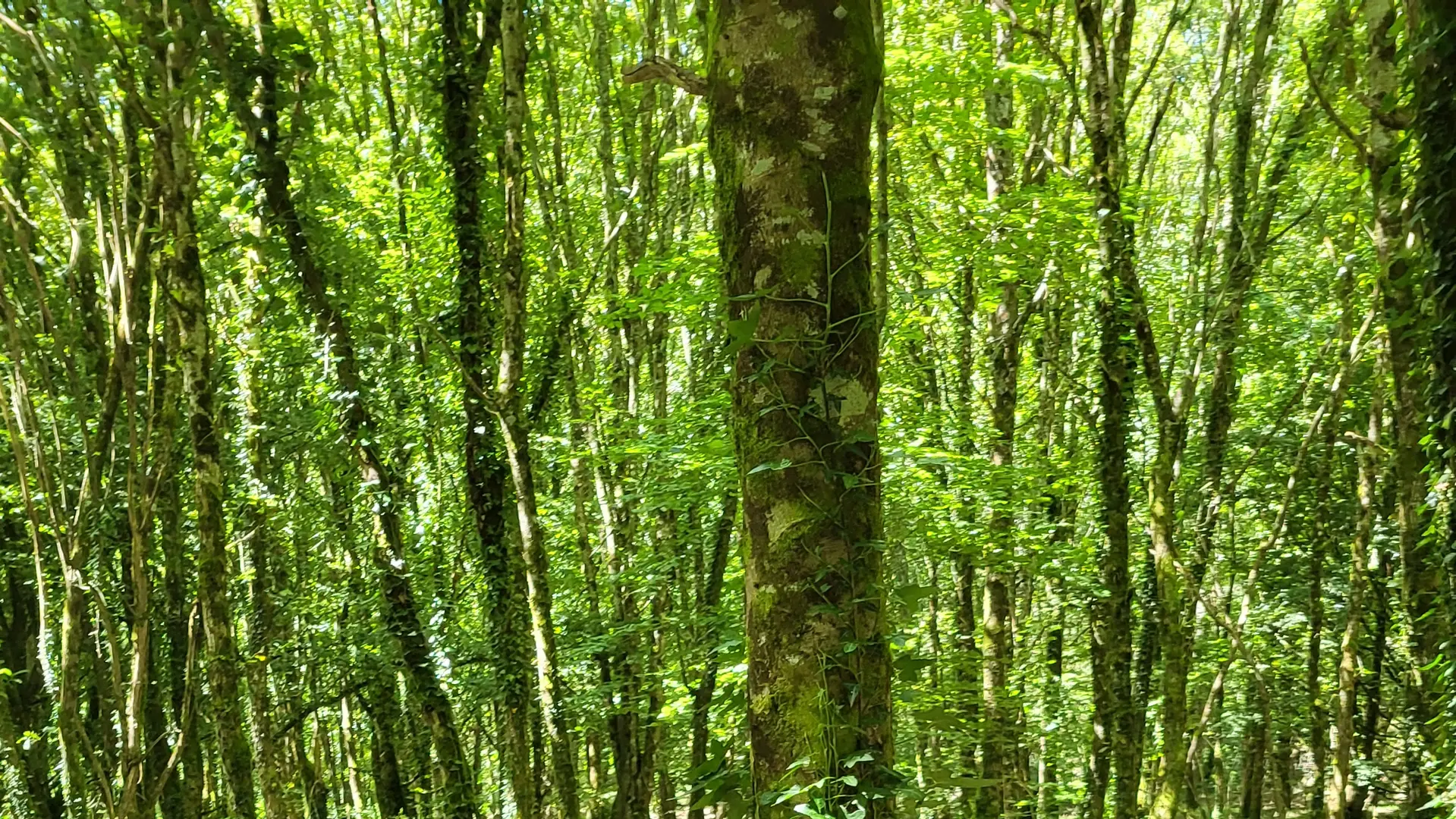L'Arbre d'Or