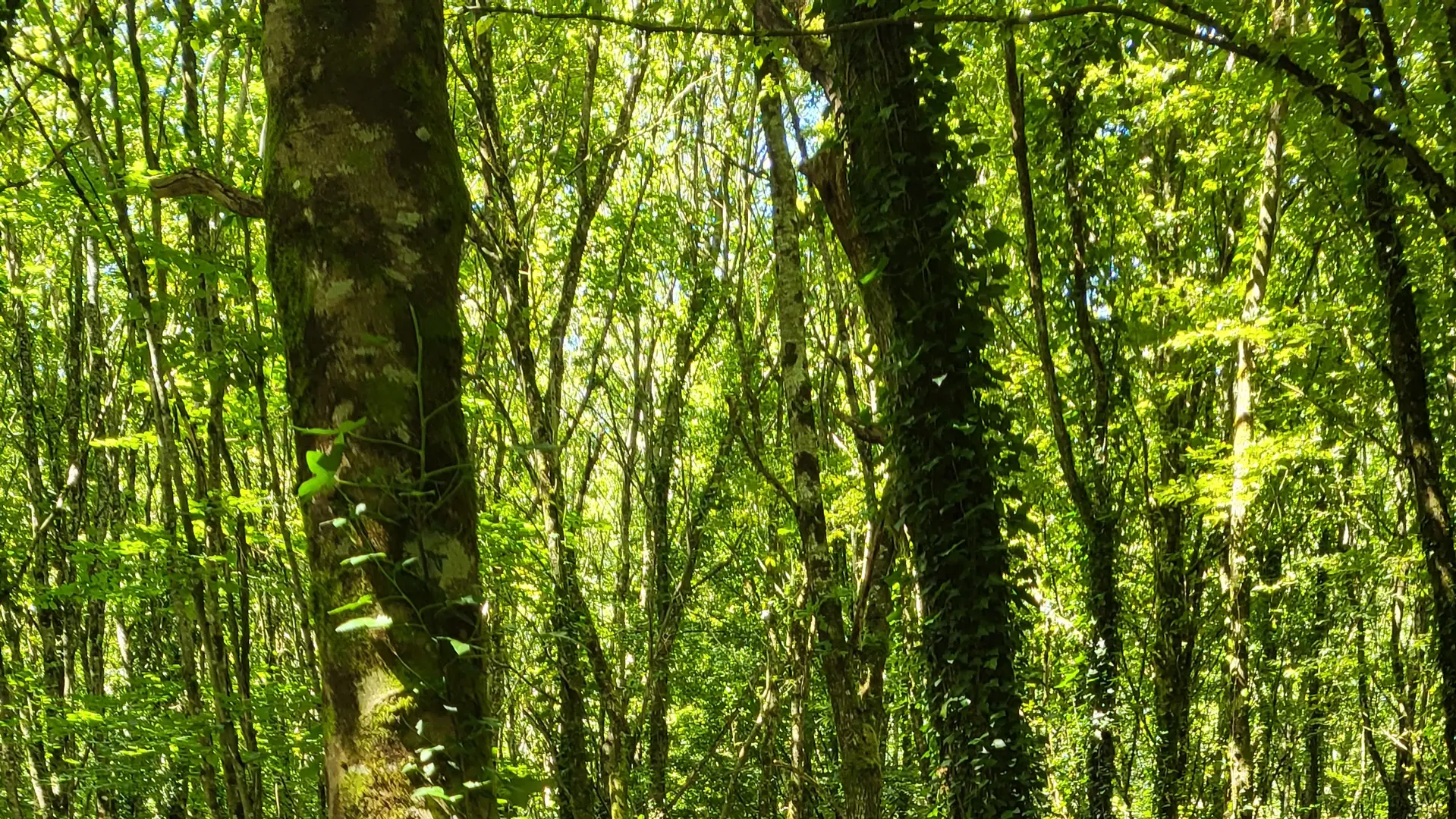 L'Arbre d'Or