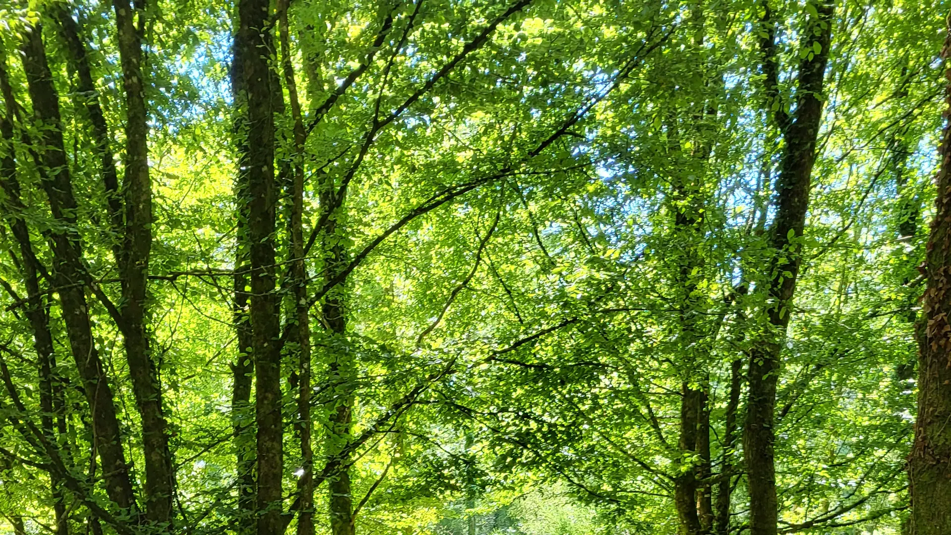 L'Arbre d'Or