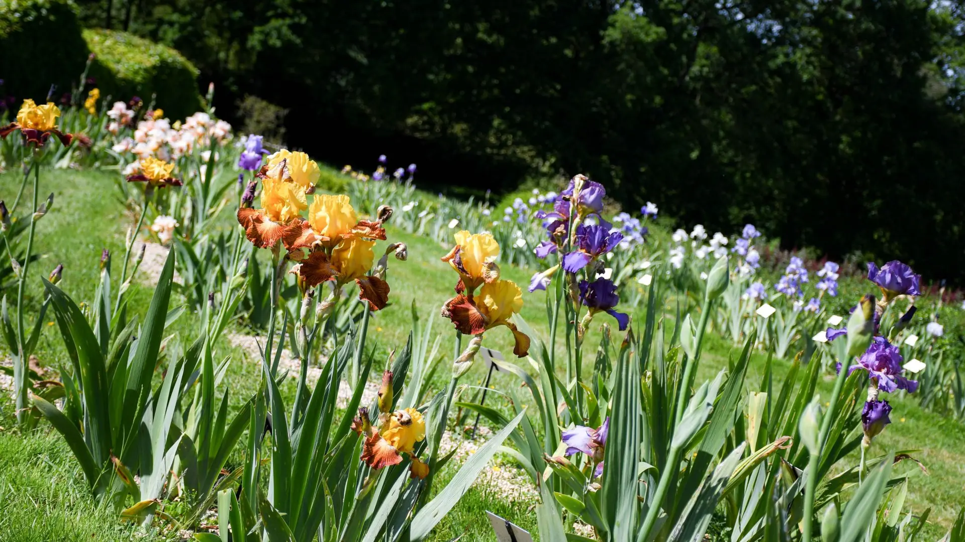 2025-05-iris-collection-jardins-broceliande-27