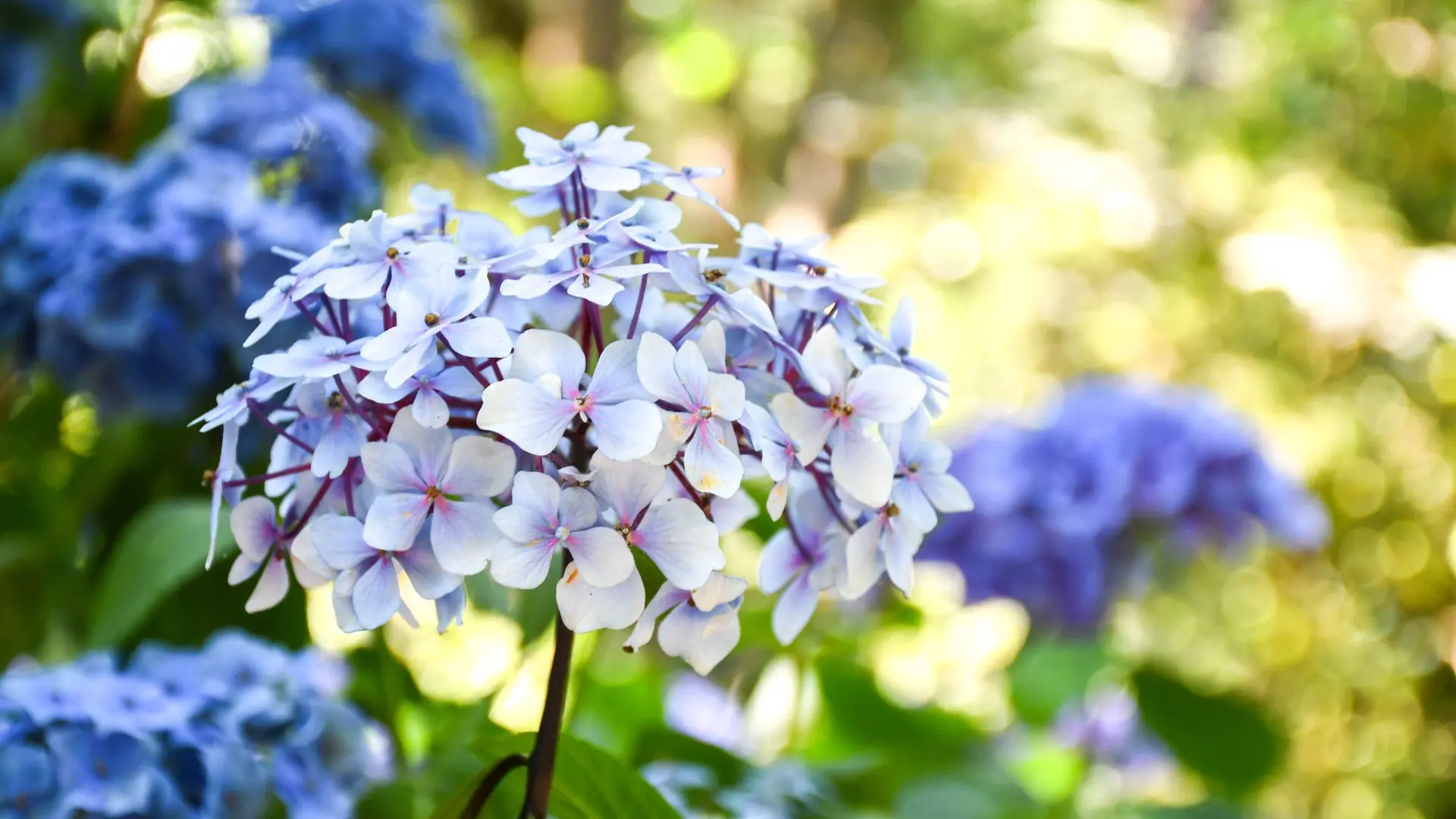2025-07-hortensias-jardins-broceliande-16