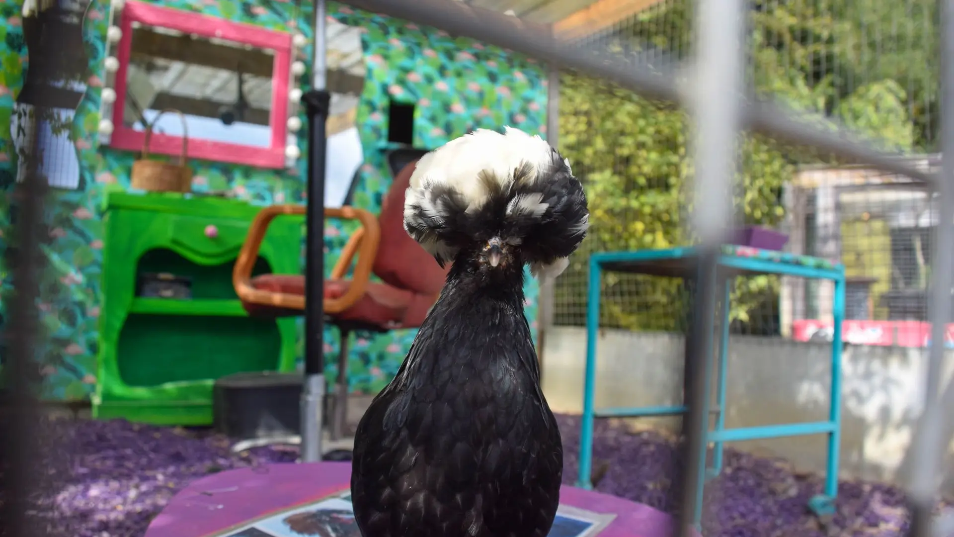 2025-09-poules-jardins-broceliande (5)