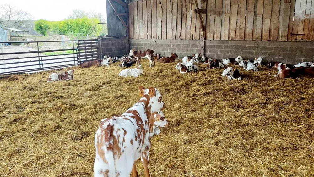 Gîte Degemer Douar - La ferme
