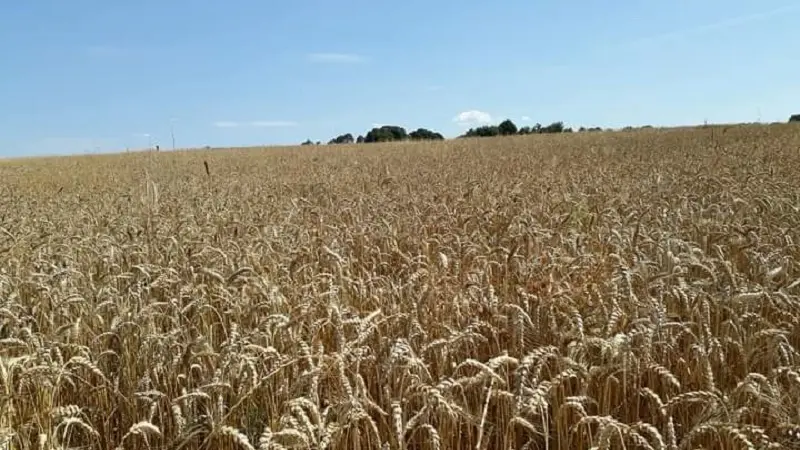 la ferme aux pains - du céréale au pain biologique - Taupont - Morbihan