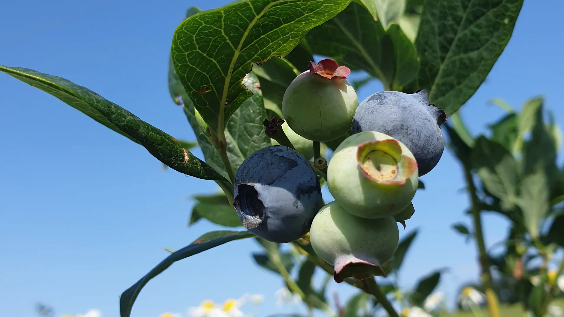 Les Jardins de Soléane_St-Aignan