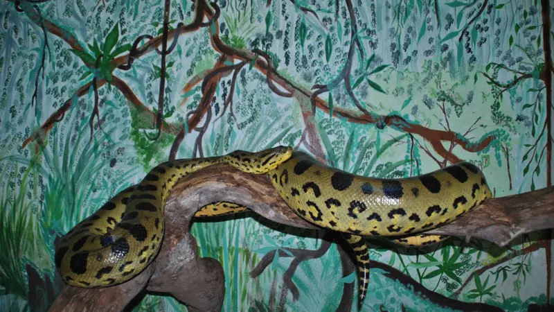 Terrarium de Kerdanet