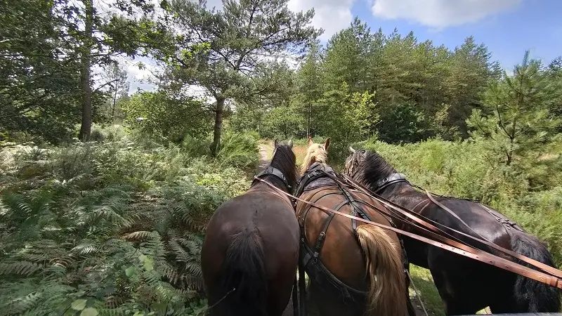 Calèche_de_Brocéliande_balade_contes_Tréhorenteuc_DestinationBrocéliande