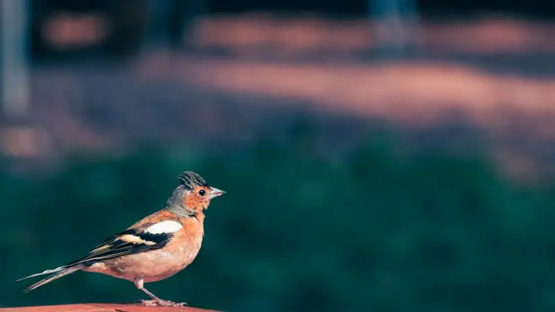 25_12_325_CampingBroceliande_Oiseau