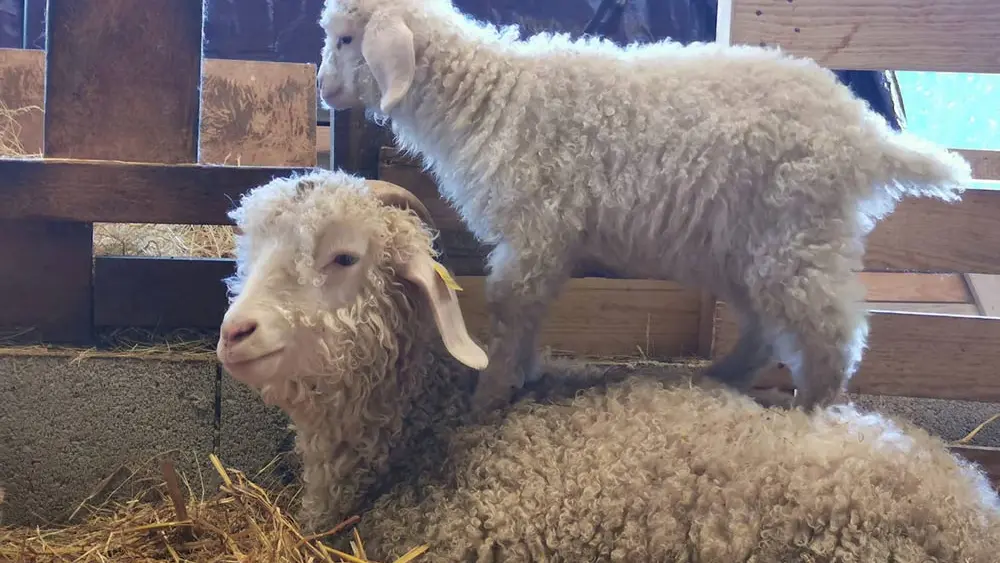 Mohair de l'Erdre - Tipis traditionnels