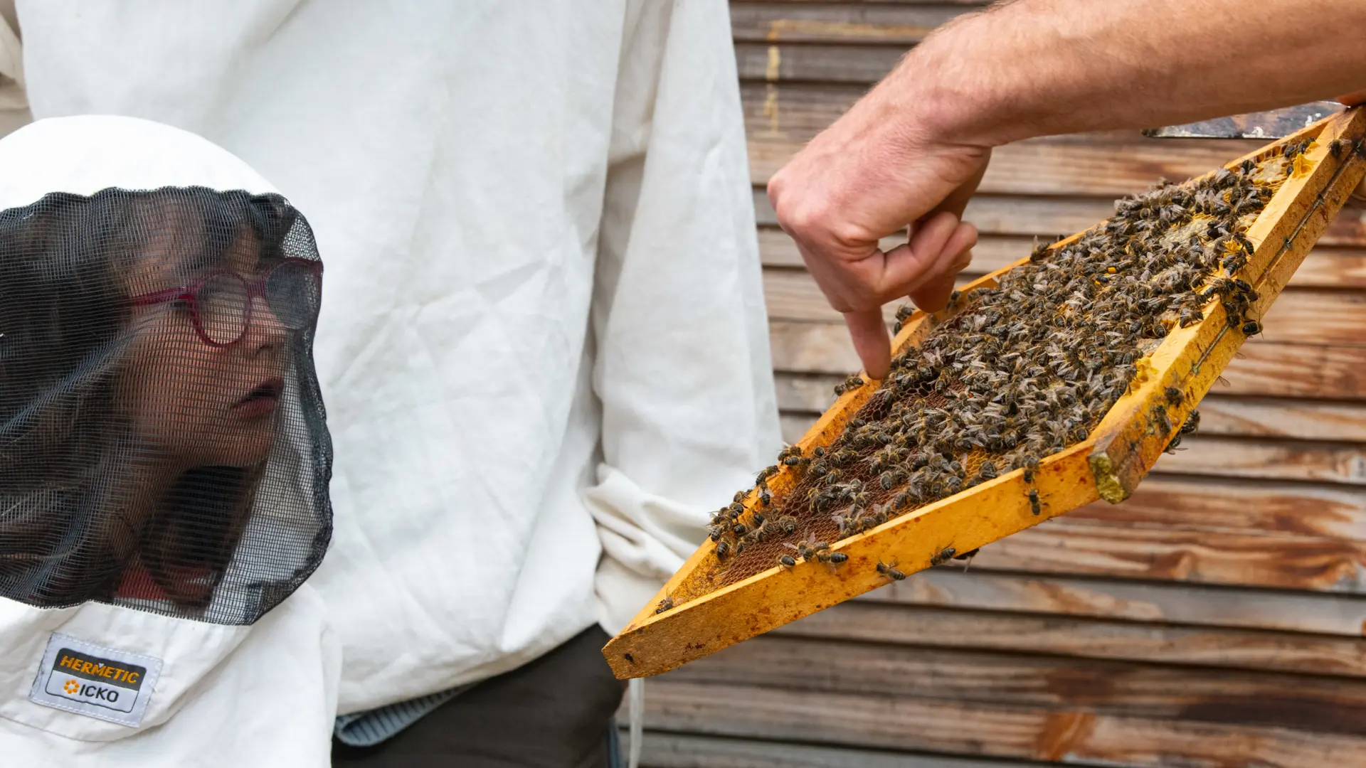 VISITE DU RUCHER DE L'ABEILLE NOIRE-LE PALAIS