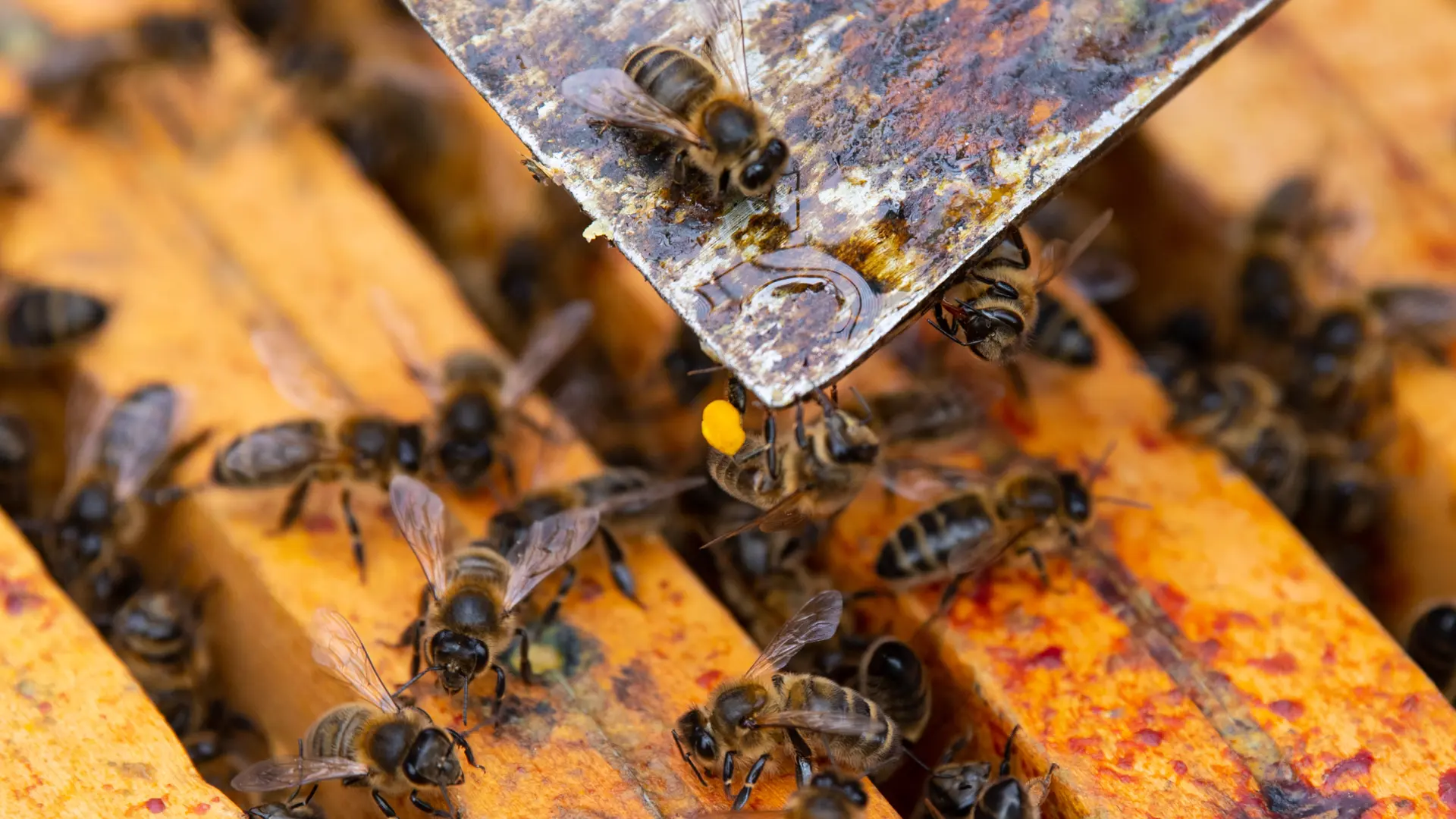 VISITE DU RUCHER DE L'ABEILLE NOIRE-LE PALAIS