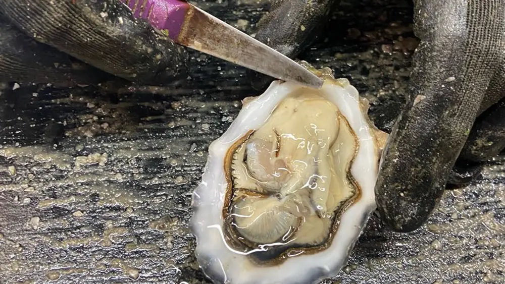 Aber Wrac'h Huîtres Bar