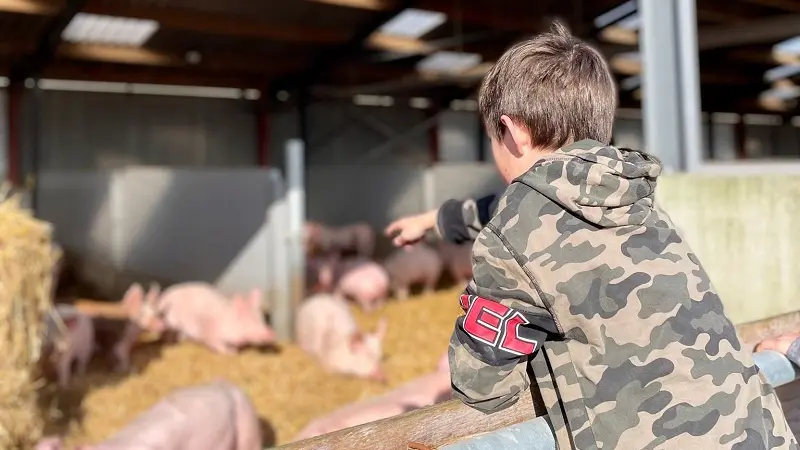 labyrinthe_de_maïs_ferme_pédagogique_Mauron_DestinationBroceliande